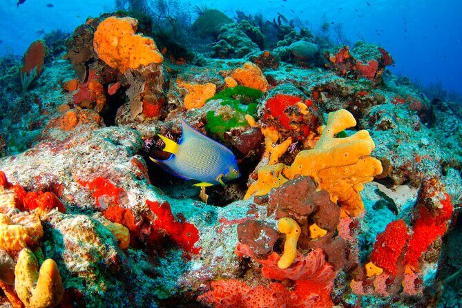 Adrenaline Experience - Snorkel, Rappell & Ziplines from Riviera Maya - Rappelling and Exploring Underground Caves