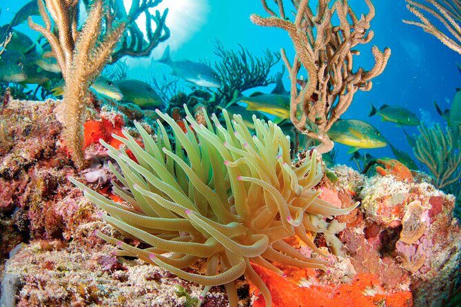 Adrenaline Experience - Snorkel, Rappell & Ziplines from Riviera Maya - Duration & Timing