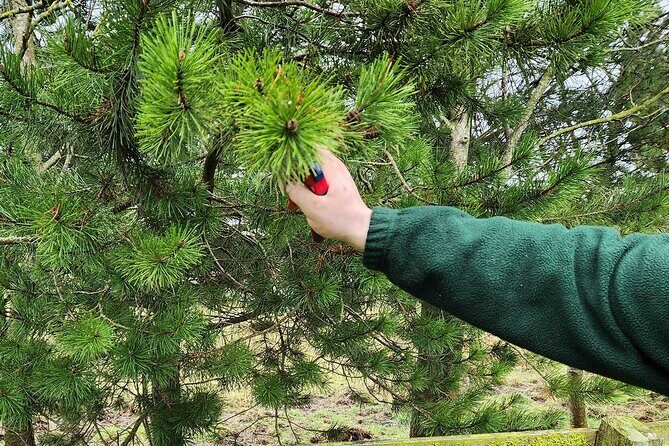 Adult Foraging Walk & Bushcraft Cookery Course for Beginners - Who Would Benefit Most?