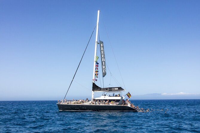 Adults Only Tenerife Freebird Whale Dolphin Catamaran with Lunch - Key Points