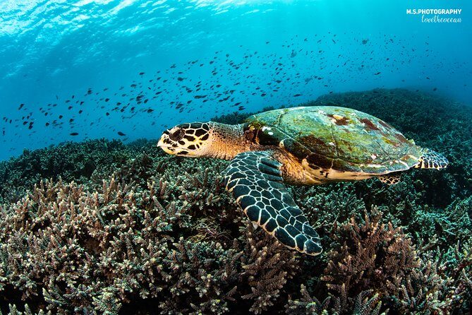 Advanced Open Water Course in Pemuteran - Certification in Bali (Menjangan park) - The Itinerary Breakdown: What to Expect from Each Day