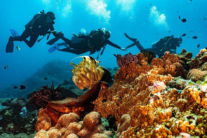 Advanced Open Water Course in Pemuteran - Certification in Bali (Menjangan park) - Final Thoughts
