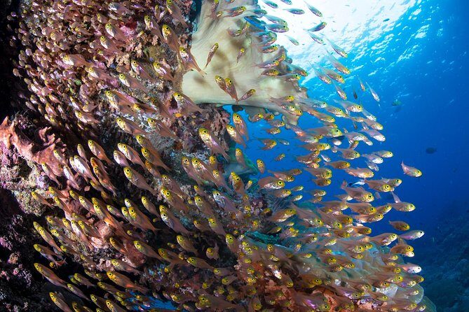 Advanced Open Water Course in Pemuteran - Certification in Bali (Menjangan park) - Frequently Asked Questions