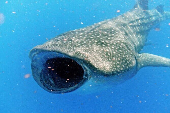 Adventure and Snorkel with the Whale Shark departing from Cancun - Key Points
