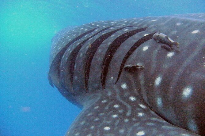Adventure and Snorkel with the Whale Shark From Playa del Carmen - Introduction