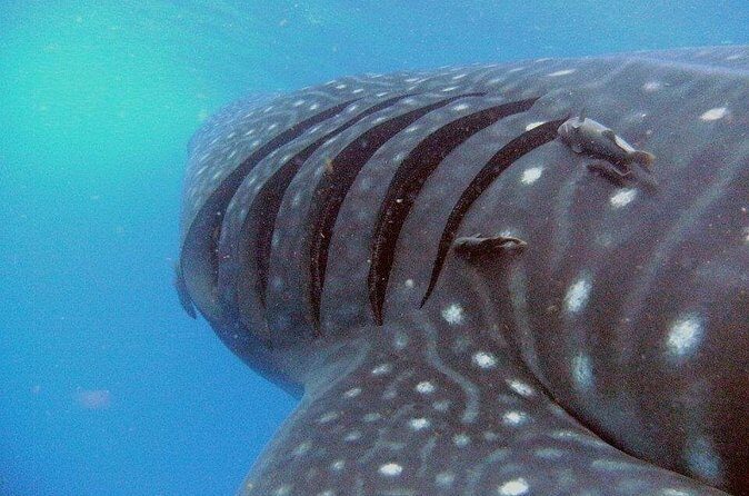 Adventure and Snorkel with the Whale Shark From Playa del Carmen - The Small Group Experience and Its Implications
