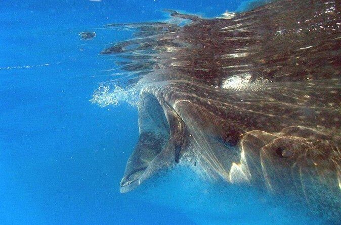 Adventure and Snorkel with the Whale Shark From Playa del Carmen - Who Will Love This Tour?
