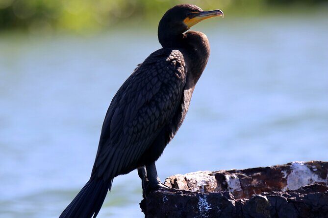 Adventure and Wildlife Watch Kayak Rentals in Sarasota - Practical Tips for Your Kayaking Adventure