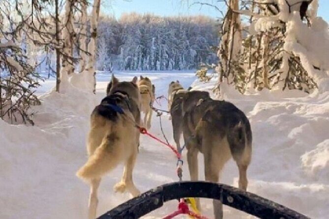 Adventure Awaits Dog Sledding on Stunning Alaskan Trails - Exploring the Tour Itinerary in Detail