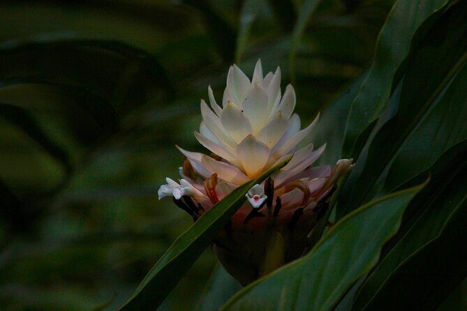 Adventure DE Ziplines and Exotic Gardens EN Huatulco - Who Should Consider This Tour?