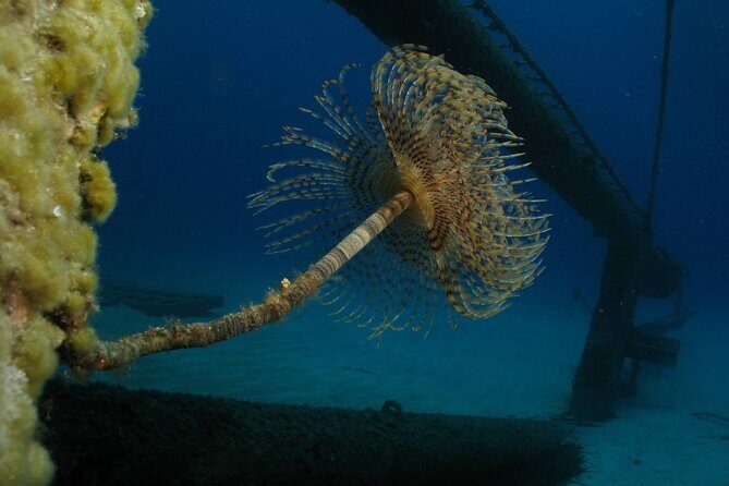 Adventure Dives for certified divers in Nea Makri, Athens - Practical Tips for Travelers