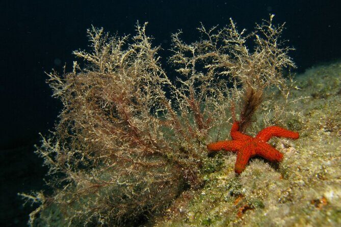 Adventure Dives for certified divers in Nea Makri, Athens - FAQs