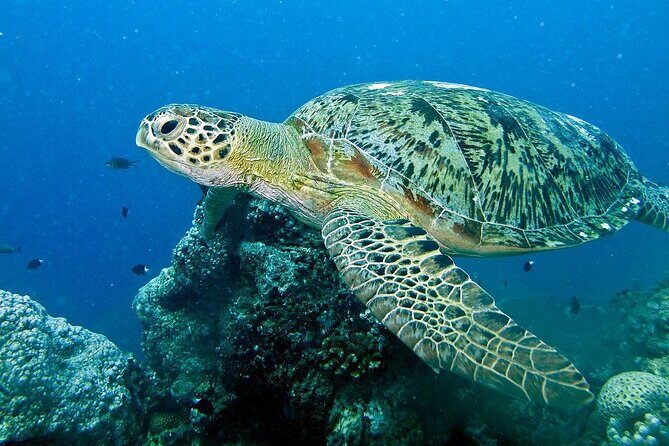 Adventure Rafting - Mooloolaba Turtle Tour - Who Should Consider This Tour