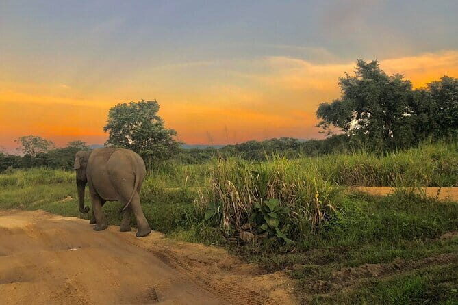 Adventure safari Experience in Hurulu Eco Park, Sri Lanka - Exploring the Safari Itinerary in Detail