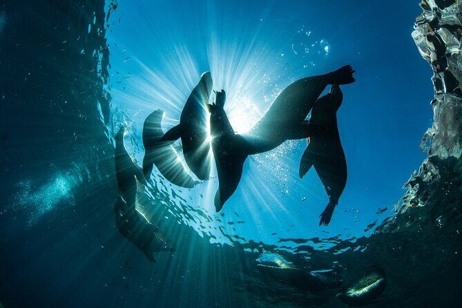 Adventure to Espiritu Santo Island: Snorkel with Sea Lions and Beach - Practical Details and Value