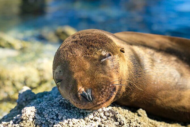 Adventure to Espiritu Santo Island: Snorkel with Sea Lions and Beach - The Sum Up