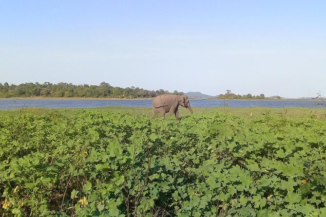 Adventure trincomalee to sigiriya and wild safari ,village tour - The Starting Point: Trincomalee