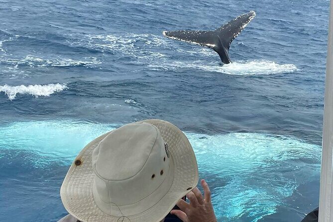 Adventure Whale Watching Tour Mooloolaba - What Makes This Tour Special?