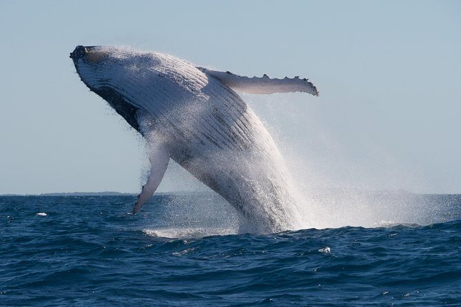 Adventure Whale Watching Tour Mooloolaba - Practical Details: What to Expect