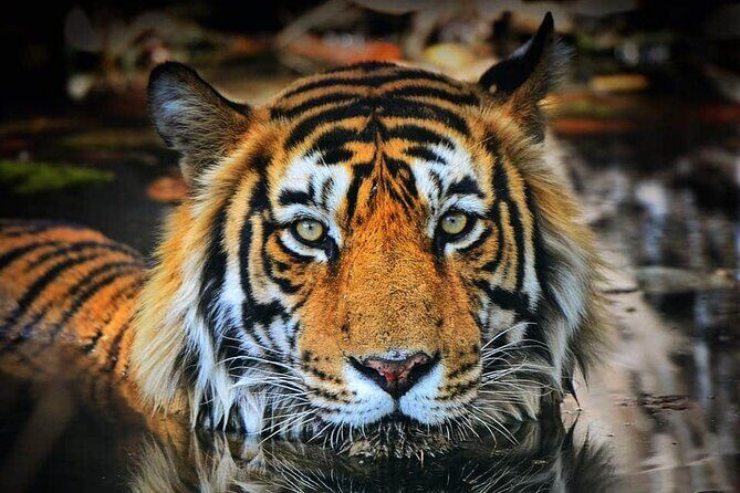 Adventures Ranthambore Wildlife Safari Tour from Delhi with Safari Rides - Key Points