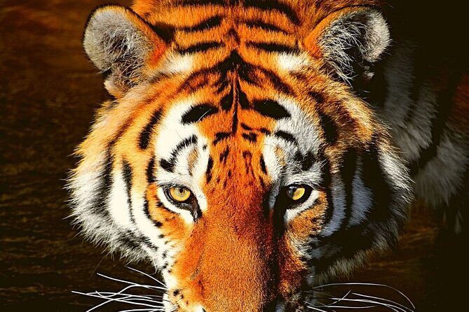 Adventures Ranthambore Wildlife Safari Tour from Delhi with Safari Rides - Why the Tours Stand Out