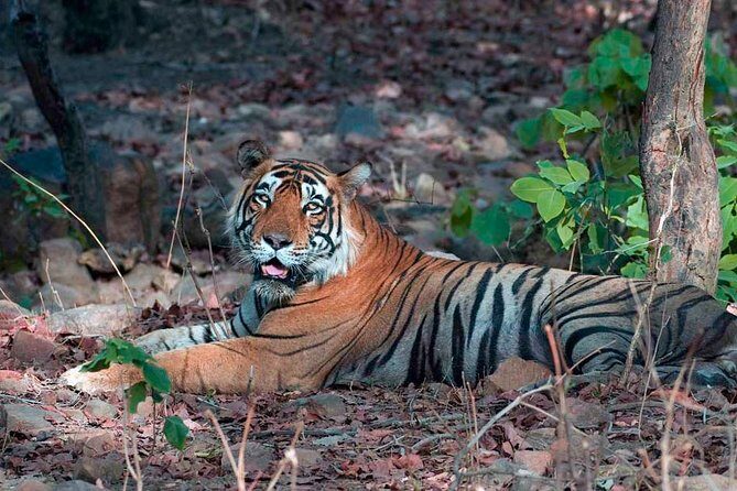Adventures Ranthambore Wildlife Safari Tour from Delhi with Safari Rides - What the Reviews Say