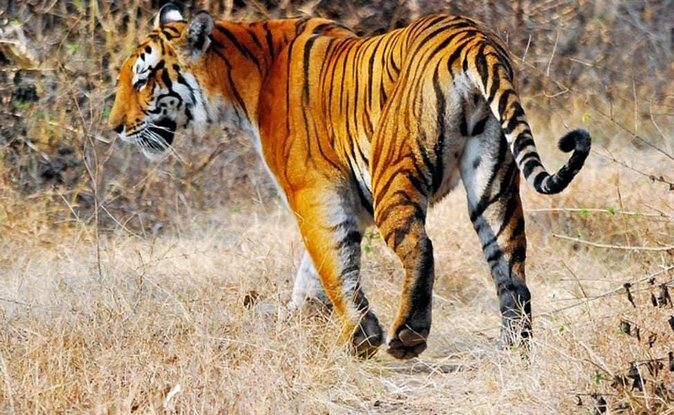 Adventures Ranthambore Wildlife Safari Tour from Delhi with Safari Rides - Getting to Ranthambore from Delhi: What to Expect