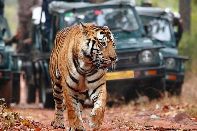 Adventures Ranthambore Wildlife Safari Tour from Delhi with Safari Rides - Day 3: Early Morning Safari & Return to Delhi