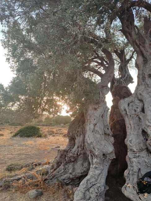 Aegina: Ancient Olive Grove (Eleonas) & Perdika Village Tour - A Complete Look at the Aegina Olive Grove and Perdika Experience