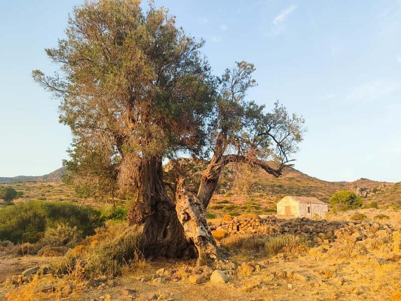 Aegina: Ancient Olive Grove (Eleonas) & Perdika Village Tour - Who Would Love This Tour?