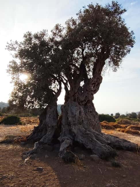 Aegina: Ancient Olive Grove (Eleonas) & Perdika Village Tour - FAQ