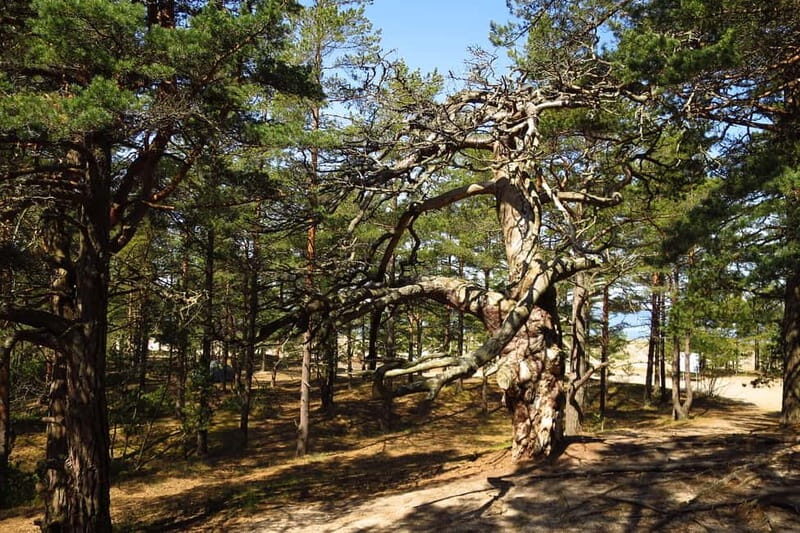 Aegna Island: Self-Guided Discovery Tour - FAQ