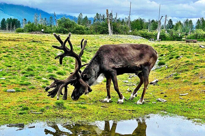 Aerial Tram and Wildlife Center tour from Anchorage - Price & Value Analysis