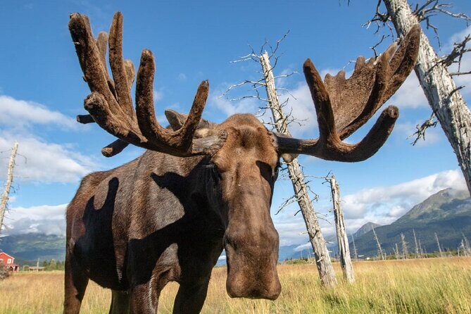 Aerial Tram and Wildlife Center tour from Anchorage - Who This Tour Is Best For