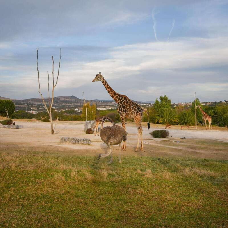 Africam Safari Conservation Park - Tips for a Smooth Visit