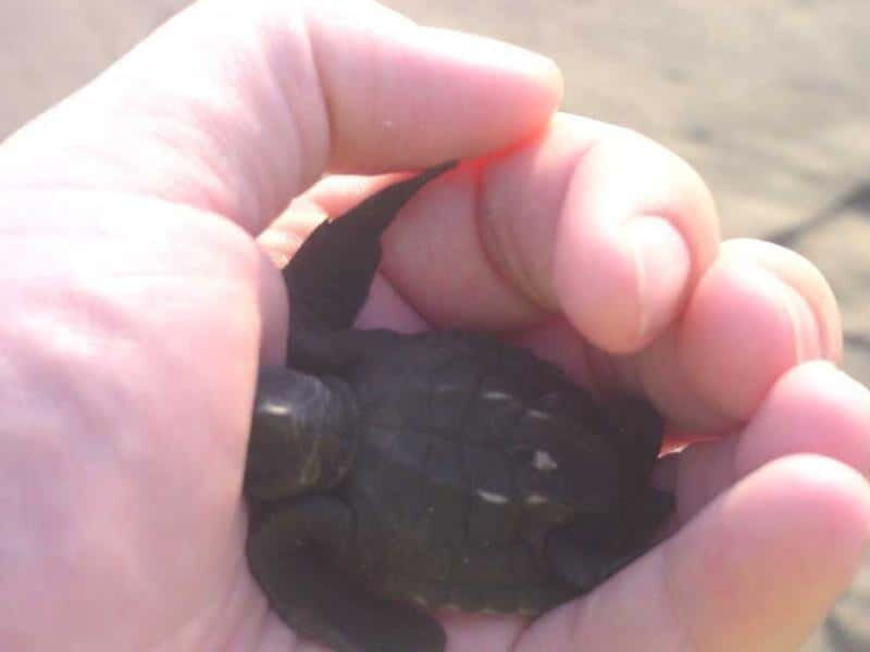 *Afro-Mex Village Horse Ride, Turtle Release Crocodile Farm - What Makes This Tour Special?