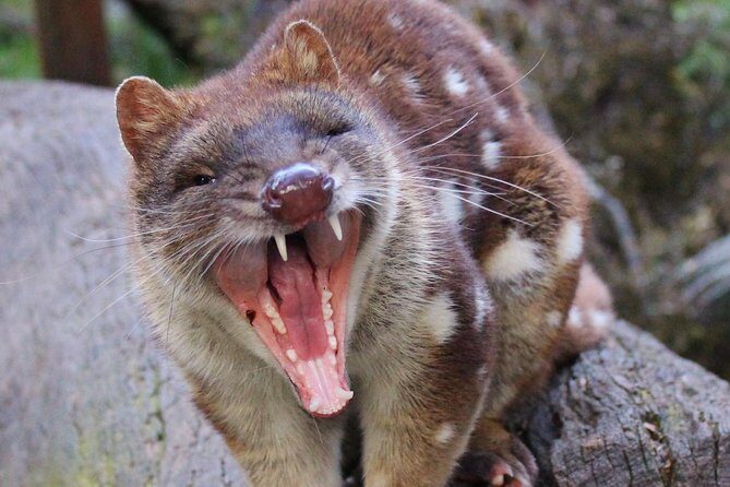 After Dark Tasmanian Devil Feeding Tour at Cradle Mountain - Introduction: What to Expect from the Tour