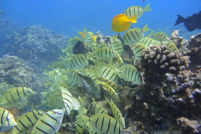 Afternoon Adventure Snorkel from Ka'anapali - A Closer Look at the Snorkeling Adventure