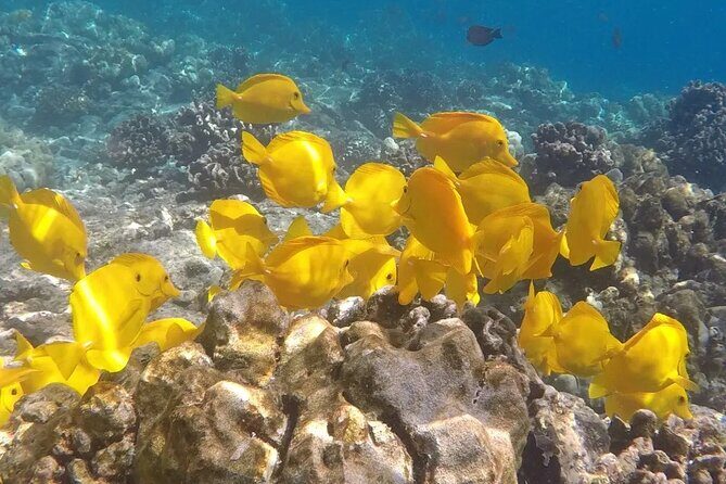 Afternoon Ali'i Adventure - The Sum Up: Who’s the Afternoon Alii Adventure For?
