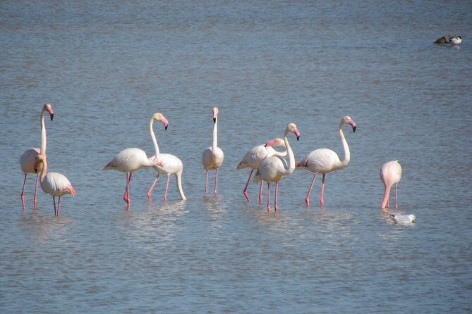 Afternoon birdwatching at Lagoa dos Salgados - A Deep Dive into the Lagoa dos Salgados Birdwatching Tour