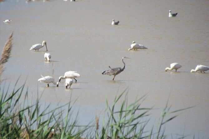 Afternoon birdwatching at Lagoa dos Salgados - The Sum Up: Is It Worth It?