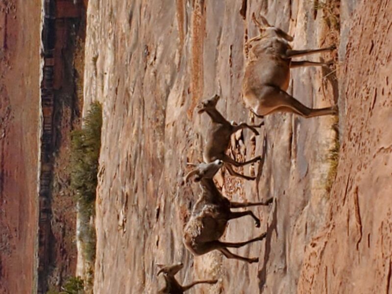 Afternoon Canyonlands Island In The Sky 4X4 Tour - A Deep Dive into the Experience