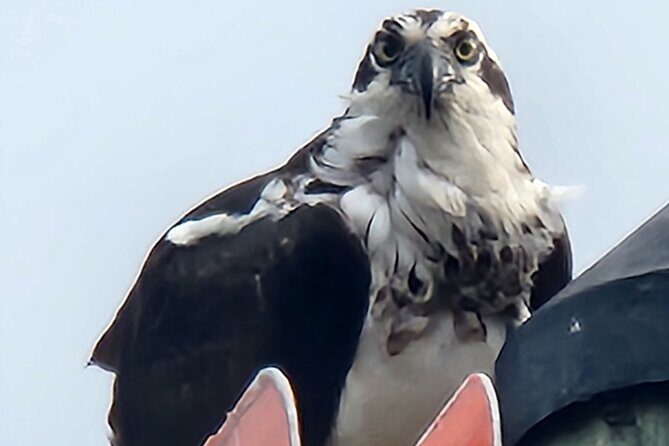 Afternoon Crystal River Ecological Boat Tour - FAQ