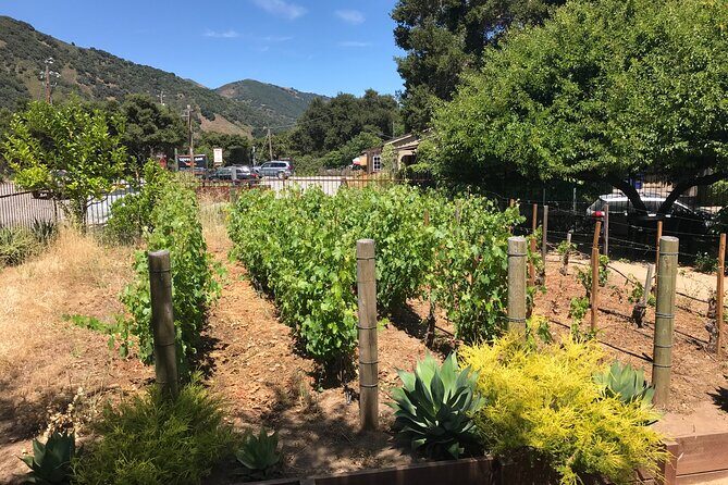 Afternoon Half-day Carmel Valley Wine Tasting Tour - Vineyard visits: what to expect