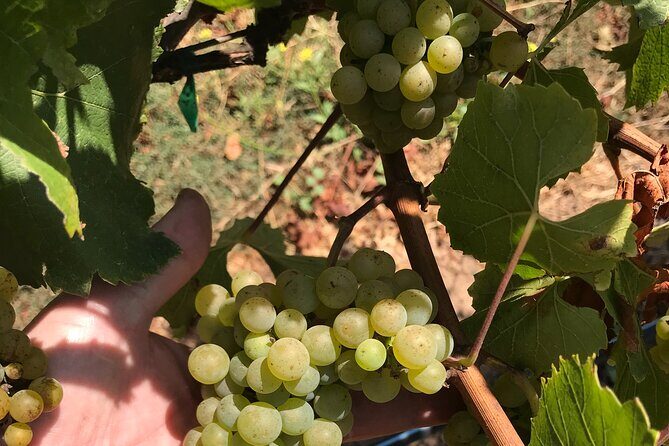 Afternoon Half-day Carmel Valley Wine Tasting Tour - Practical details: timing, group size, and more