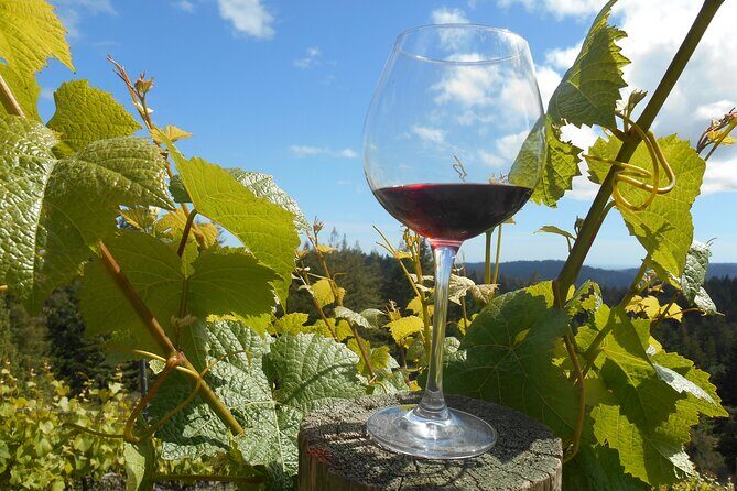 Afternoon Half-day Carmel Valley Wine Tasting Tour - Final conclusion: is this tour worth it?