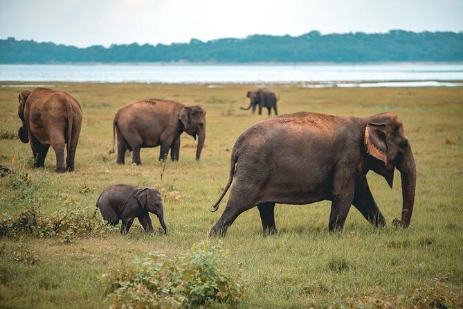 Afternoon Safari to Kaudulla National Park - Key Points