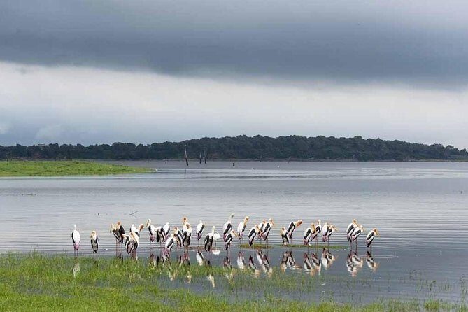 Afternoon Safari to Kaudulla National Park - An In-Depth Look at the Safari Experience