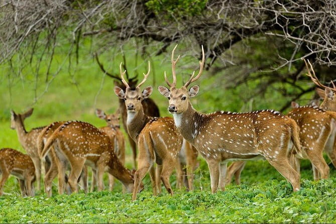 Afternoon Safari to Maduru Oya National Park - The Value of a Focused Safari