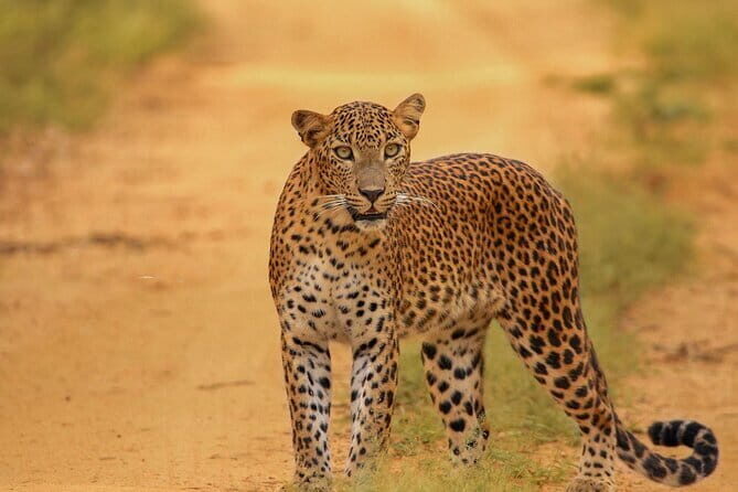 Afternoon Safari to Maduru Oya National Park - FAQs